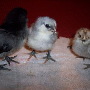 day old chicks, black and blue