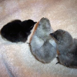 Blue and black Isbar chicks