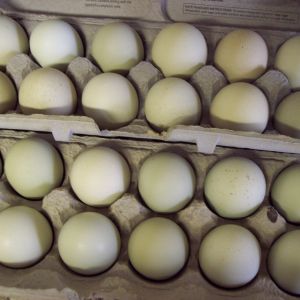 Green Isbar eggs