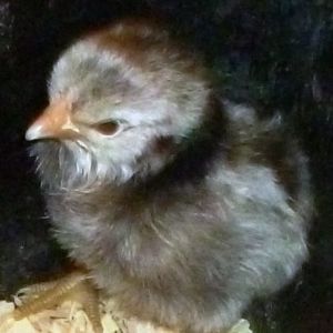 This is our most recent generation of 2013 chick...beautiful....this is a 9 ounce hen to a 9.7 ounce cock...chick...the hen is silkie, and the Micro sire is split for silkie...beautiful color !!