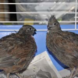 tennessee red bobwhite quail - 7 weeks old