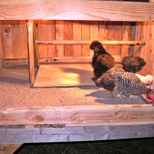 First night in the new coop!