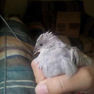 Silver button quail