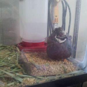 Chinese painted button quail