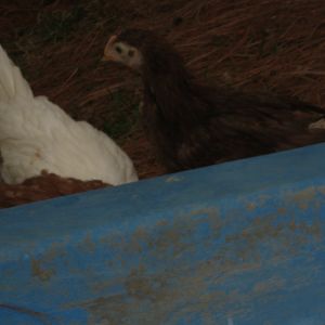 A first trip to the ash bath.  Kind of dark, but there are four of them in the bath, obviously two are my giant white's, one is a batam hen, and the brown you see is a Rhode Island Red rolling around and throwing ash everywhere..