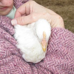 It's such a cold day today.  I'm holding one of my very sweet Giant Whites very tight to keep her warm.  She loves it but soon wants to go back to the flock.  She likes me to pet her at night when they are all back in the coop.