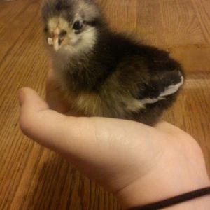 *
My Maddie!! The cutest australorp EVER. Maddie is short for Mad Max. Cause it would be weird to name my chicken Road Warrior.