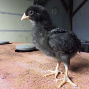 Barred Rock pullet at about two weeks old.