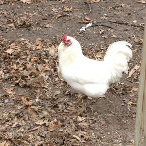 My new white Ameraucana rooster.