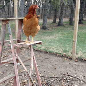 Chicken on a ladder:)