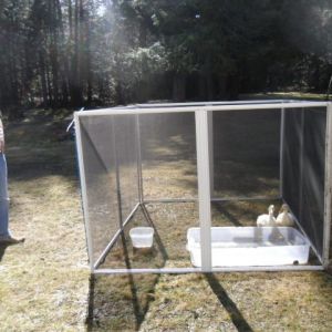 My hubby found the screen to a screen house at our town dump and though of my ducks!  He layed them down and drilled holes on the 4 corners and secured 3 of them w/ zip ties.  He then loosely connected the ties on the 1st & 4th panel.  He then used a bungee cord to connect the 2 top loops w/ the 2 bottom zip tie loops and that would secure the panels together.  Then we could put them in exit and secure them from traveling away from us.  Which they do. Only Too Good!