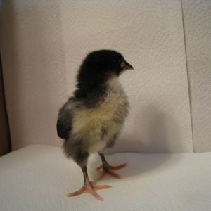 chick #3