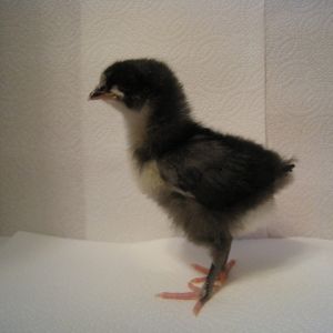 chick #1