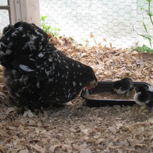 Guinevere with her two chicks (7 May 2013) - Hatched