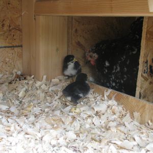 Guinevere and Chicks (7 May 2013)