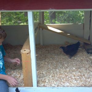 My son welcoming our first chicken inside the henhouse...actually our only chicken.  She will be lonely until we get some more.  Cant wait for some fresh eggs.