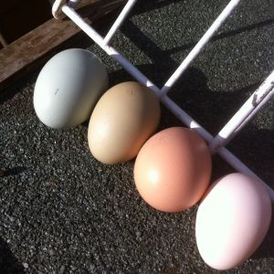 Blue and green and brown and white and all intermediate shades too .  Great eggcitement in the coop!