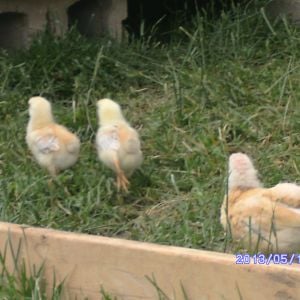 A Young Hen checking out my 2 Roo's, Cooter and Roscoe.