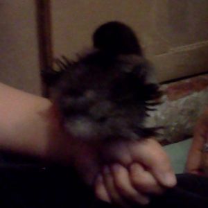 I have curly wing tip feathers!  12 days old.  Black Frizzle Cochin Bantam.  Violet.