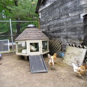 Chicken brought up to the summers coop & aviary.  Letting the girls get to know our new tenants!  And the petrified ducks a chance to get used to the new home, outdoors away from us and CHICKENS!!  They hated the thought of us other than a source of feed!