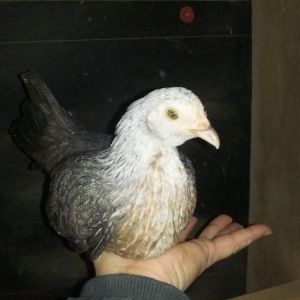 Silver Duckwing Bantam juvenile pullets hatched from my stock