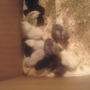 EE bantams from cackle