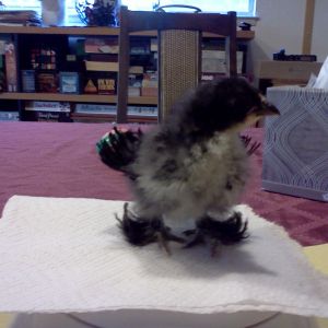 Look at my curly feathers!  Violet.  
18 day old black frizzle cochin bantam.  85 grams.