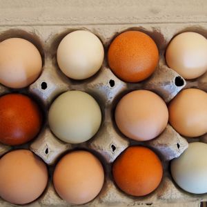 One Marans egg with eggs from the home flock; the three darker eggs are from the Welsummer hens.