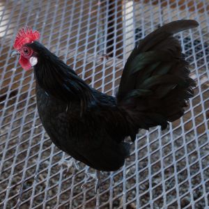 Black Dutch cockerel