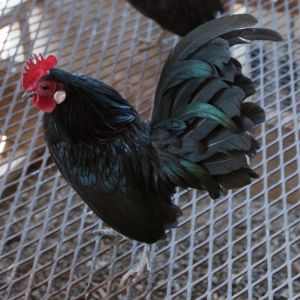 Black Dutch Cock