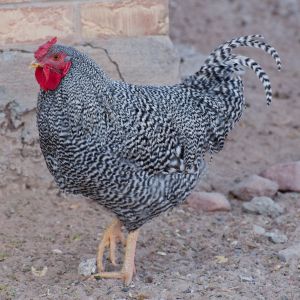 Dominique rooster