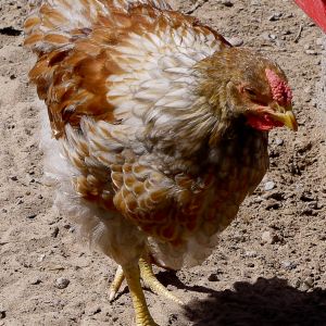 Blue Laced Red Wyandotte pullet