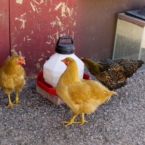Buff Orps and Golden Wyandotte pullets