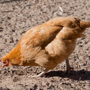 Buff Orp pullet