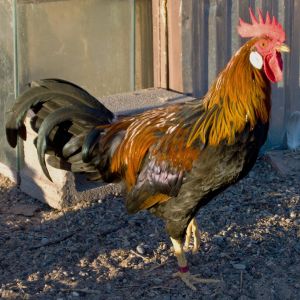 Brown Leghorn rooster