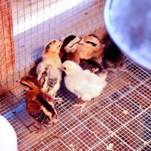 Mixed bag of  Dutch and OEG Bantam chicks hatched 5/15/2013