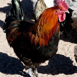 Black Copper rooster