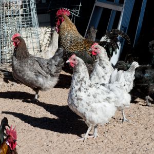 Golden Cuckoo roo, Blue Copper hen, and two Splash hens