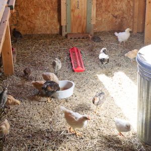 Chicks move from brooder pens to brooder building floor