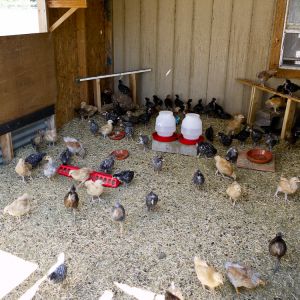 The chicks have plenty of room to grow in one of the grow out pens