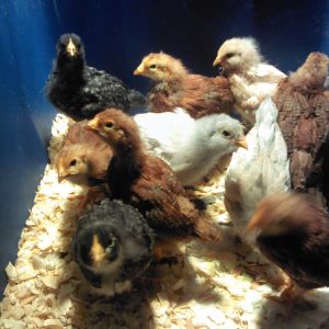 *My 10 chicks at 3 weeks - May 2013