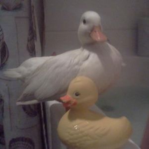 Molly & Rubber Ducky