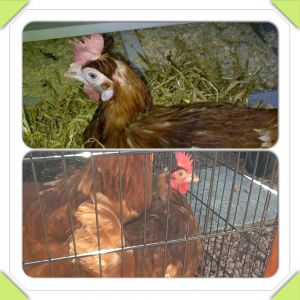This is Willow, she is an ex commercial layer I gave a forever home to on the day she was due for slaughter...the top photo is her first day in her new coop...the bottom photo is today, just 2 weeks later:-) looking healthier by the minute x