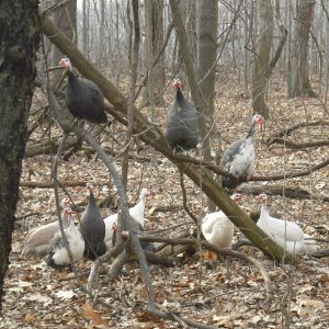 guineas in the woods