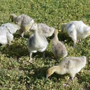 Goslings -- American Blues and Silvers (Lavender Ice), and Buffs
