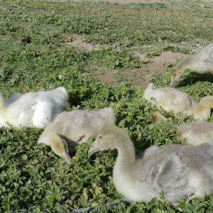 Goslings -- Blues, Silver, and Buffs