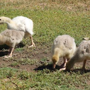 Goslings--Silver and Buffs