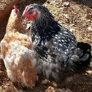 Red Star and Silver Laced Wyandotte