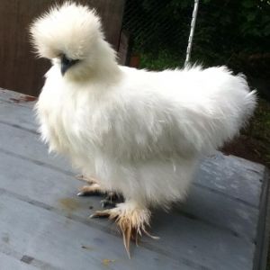 Baby Silkie