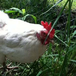 White Chicken- sexlink/leghorn